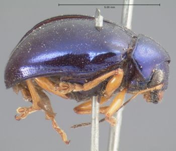 Media type: image; Entomology 17304   Aspect: habitus lateral view